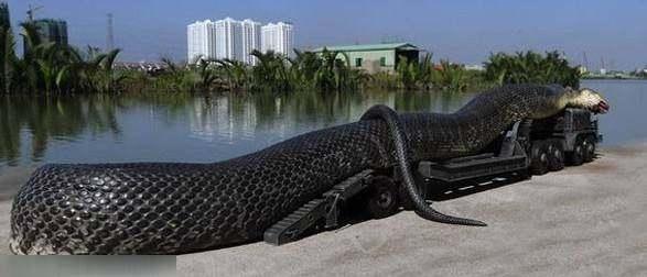 世界上最大的蛇有多大(这条蟒蛇是世界上最大的)